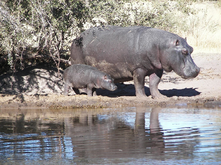 04   hippo.jpg